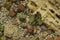 Exotic cacti growing on stones, Natural background, top view