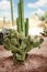 Exotic cactus in desert