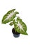Exotic Caladium Hearts Desire houseplant with bright red leaves in pot