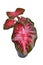 Exotic Caladium Red Flash houseplant with bright red leaves in pot