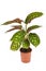 Exotic `Calathea Flamestar` house plant with beautiful striped pattern in flower pot on white background