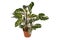 Exotic `Calathea White Fusion` Prayer Plant houseplant in flower pot on white background