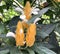 Exotic California flowers with dark green foliage grown on hills and dales