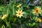 Exotic Canna Leaves and Dahlia