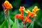 Exotic Canna Lily flowers in a garden