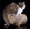 Exotic cat animals feline domestic