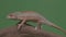 Exotic chameleon and worm both standing on piece of bamboo wood in front of green screen -