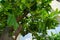 An exotic citrus tree with fruits grows in a pot near the Orangery Palace in the Sanssouci Park. Potsdam, Germany