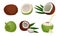 Exotic Coconut Fruit. Fresh Cocktail Ingredient Vector Illustrations