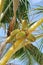 Exotic coconut palm tree