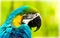 Exotic colorful African macaw parrot