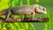 Exotic colorful lizard with sharp spikes standing on an old rusty metal stick