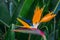 exotic colorful strelitzia flower