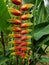 Exotic colourful  Heliconia Psittacorum, Parakeet flower,  single exotic  colourful flower