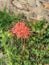 Exotic coral colored flower blooming