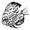 Exotic coral fish black and white vector illustrat