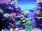 Exotic coral reef aquarium