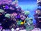 Exotic coral reef aquarium