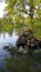 Exotic crane on a rock in the lake