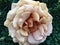 Exotic cream rose in Balboa park
