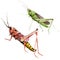 Exotic crickets wild insect in a watercolor style isolated.