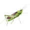 Exotic crickets wild insect in a watercolor style isolated.