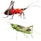 Exotic crickets wild insect in a watercolor style isolated.