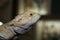 Exotic cute lizard in a terrarium poses for the camera.