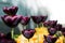 Exotic dark Burgundy Tulips. Flower bed or garden with different varieties of tulips.