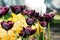 Exotic dark Burgundy Tulips. Flower bed or garden with different varieties of tulips.