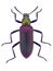 Exotic darkling beetle from Madagscar