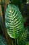 Exotic `Dieffenbachia Seguine Tropic Snow` houseplant with yellow and green pattern