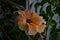 Exotic double orange hibiscus flower directly above view, blooming orange hibiscus close up