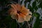 Exotic double orange hibiscus flower directly above view, blooming orange hibiscus close up