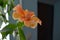 Exotic double orange hibiscus flower directly above view, blooming orange hibiscus close up