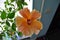 Exotic double orange hibiscus flower directly above view, blooming orange hibiscus close up