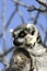 Exotic endangered animal - Lemur