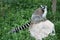 Exotic endangered animal - Lemur