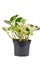 Exotic `Epipremnum Aureum Manjula` pothos houseplant in flower pot on white background