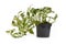 Exotic `Epipremnum Aureum N`Joy` pothos houseplant with white and green variegated leaves in flower pot