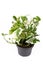 Exotic `Epipremnum Aureum N`Joy` pothos houseplant with white and green variegated leaves in flower pot on white backgrou
