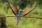 Exotic european bee-eater landing on twig in green summer nature