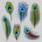 Exotic feathers. Beautiful realistic peacock colored birds decent vector feathers illustrations