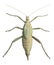 Exotic female grasshopper