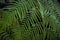 Exotic fern closeup background