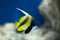 Exotic fish. Bannerfish Heniochus monoceros in the tropical waters of the ocean