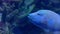 exotic fish Humphead wrasse, Cheilinus undulatus swims in a large aquarium