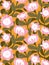 Exotic floral print design. Vector seamless pattern with pink african rose - protea in hand-drawn style