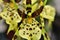 The exotic flower of Brassia Rex in the vase
