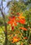 Exotic flower Crocosmia in orange bloom, abstract nature. Bokeh